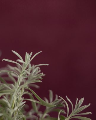 leather photo backdrop XL | Bordeaux