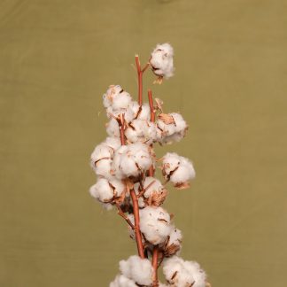 Leren fotoachtergrond  M | warm groen