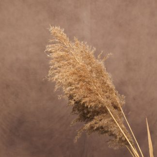 fotografie achtergrond beige bruin