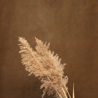 fotografie achtergrond olijf bruin