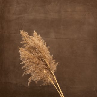 Leren fotoachtergrond  XL | Dry wood