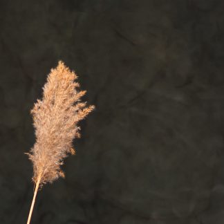 Leren fotoachtergrond  XL | Jungle Green