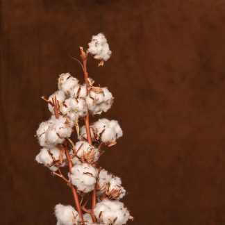 Leren fotoachtergrond  L | Teddy Beer