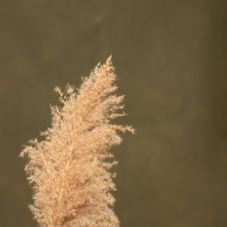 Leren fotoachtergrond  XL | Hunter Green