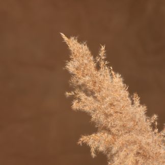 Leren fotoachtergrond  L | Truffel bruin