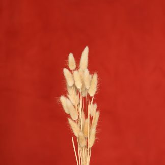 Leren fotoachtergrond  XL | Lobster