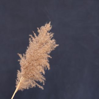 Leren fotoachtergrond  L | Whale Blue