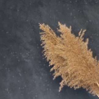 Leren fotoachtergrond XL | spotted eagle ray