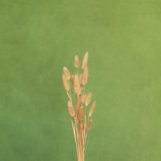 Leren fotoachtergrond L | Apple green