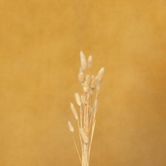 Leren fotoachtergrond XL | Sunflower